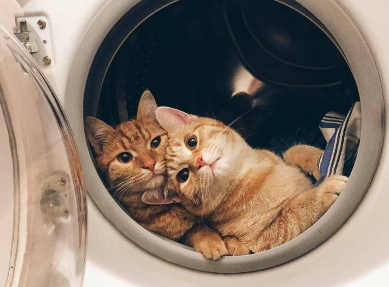 clean washing machine - cats in washing machine